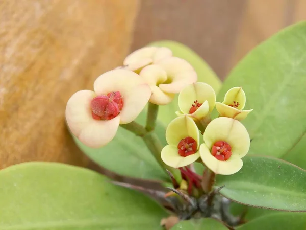 a photography of a flower with red centers on a green plant, there are many small yellow flowers growing out of a green plant.