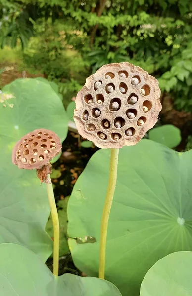 a photography of a couple of lotus flowers growing out of a leaf, there are two lotus buds that are growing out of the ground.