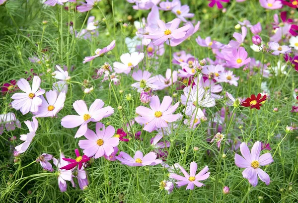 a photography of a field of purple flowers with yellow centers, purple flowers in a field of green grass and pink flowers.