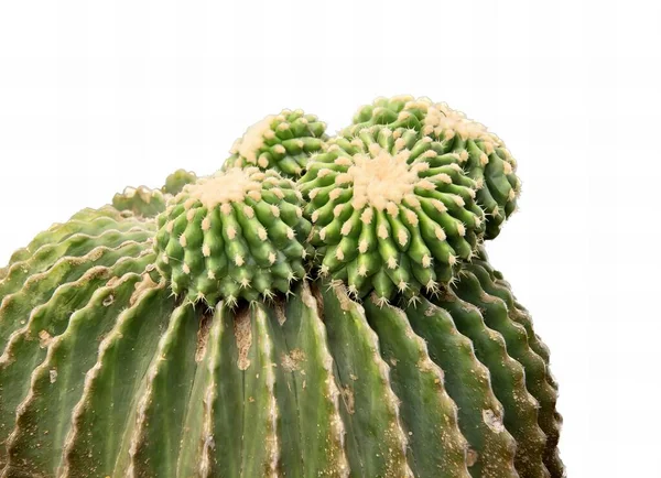 Una Fotografía Cactus Con Fondo Blanco Hay Cactus Con Montón — Foto de Stock