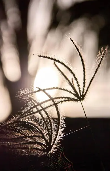 背景に太陽の光を浴びた植物の写真は 暗闇の中で育っている植物です ロイヤリティフリーのストック写真