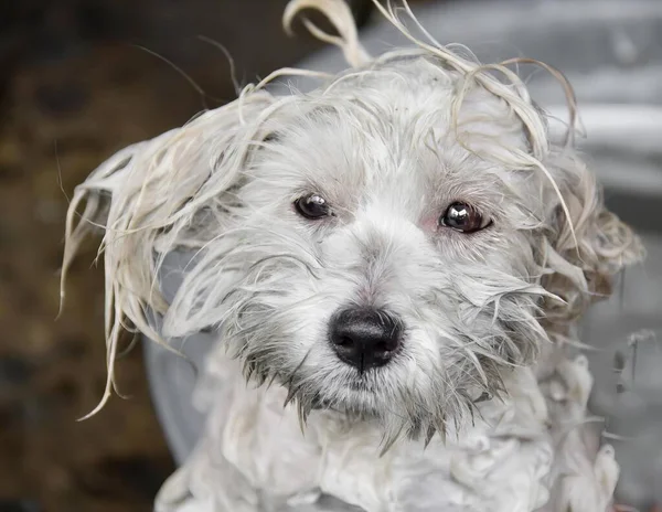 汚れた顔のバケツに座っている濡れた犬の写真 濡れた髪のバケツに座っている犬 ストック写真