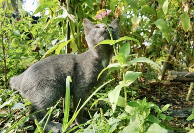 Çimlerin üzerinde dikilen bir kedinin fotoğrafı. Çimlerin üzerinde duran bir kedi var. Ağzında bir çiçekle..