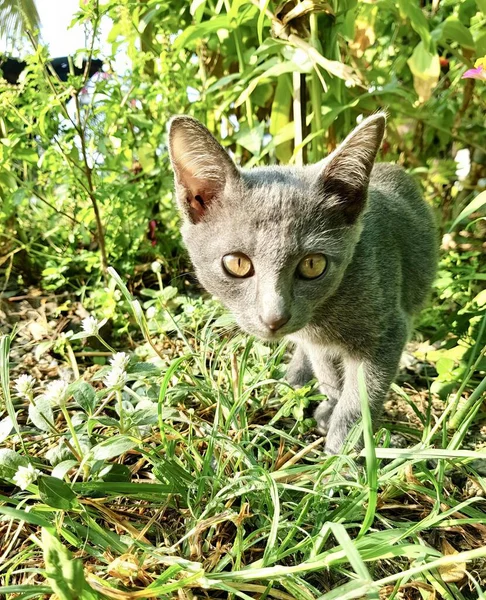 一只猫在阳光下在草地上散步的照片 有一只猫在草地上散步 — 图库照片