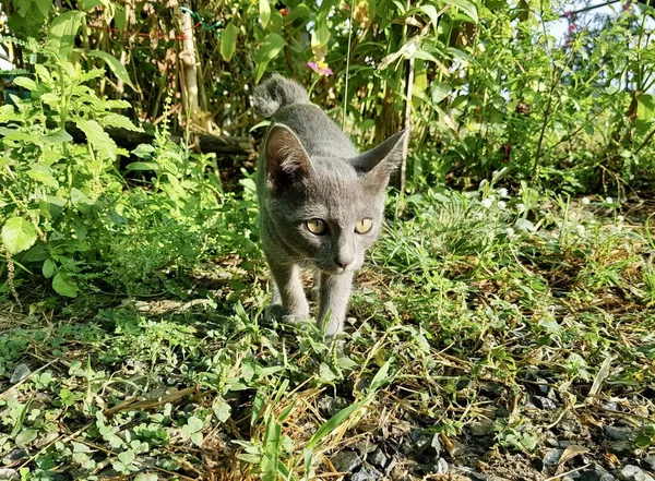 一只猫在草地上散步的照片 有一只猫在草地上散步 — 图库照片