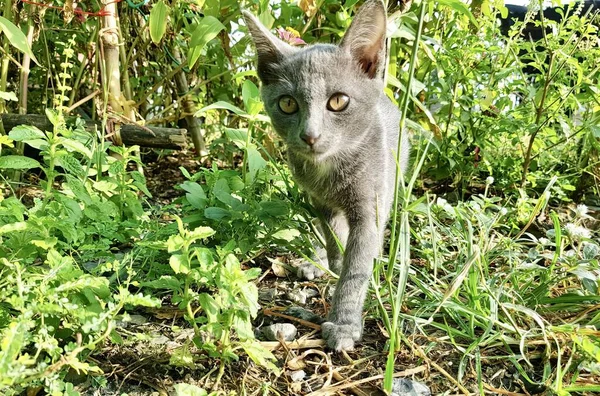 Fotografi Seekor Kucing Berjalan Melalui Taman Dengan Tanaman Ada Seekor — Stok Foto