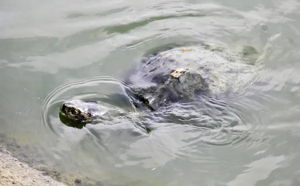 Een Foto Van Een Schildpad Die Zwemt Een Watermassa Zwemt — Stockfoto