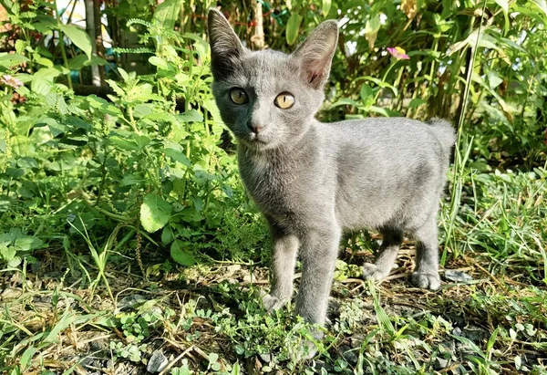 いくつかの茂みの近くの草に立っている猫の写真 いくつかの植物の近くの草の中に立っている猫 — ストック写真
