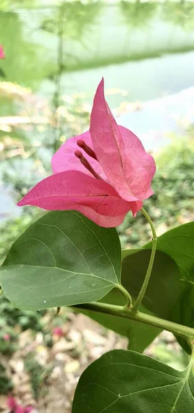 Фотография Розового Цветка Зелеными Листьями Саду Розовый Цветок Который Растет — стоковое фото