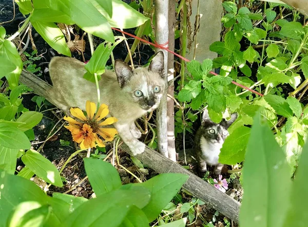 一只猫和一只猫在花园里的照片 有两只猫站在灌木丛中 — 图库照片