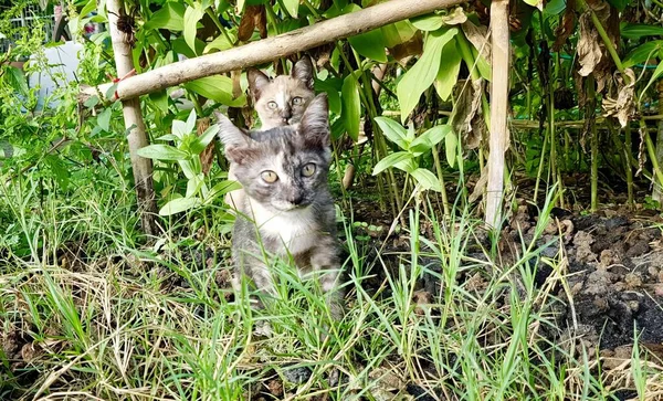 Foto Anak Kucing Yang Sedang Duduk Rerumputan Bawah Pohon Ada — Stok Foto