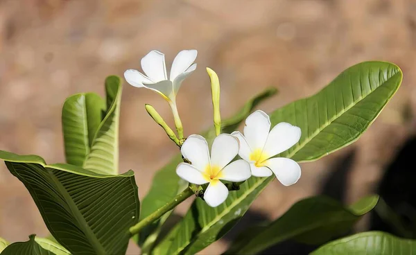 Μια Φωτογραφία Ενός Λευκού Λουλουδιού Κίτρινα Κέντρα Ένα Φυτό Υπάρχει — Φωτογραφία Αρχείου