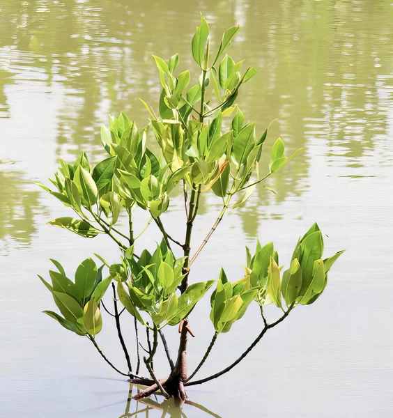 stock image a photography of a small tree growing out of the water, there is a small tree that is growing out of the water.