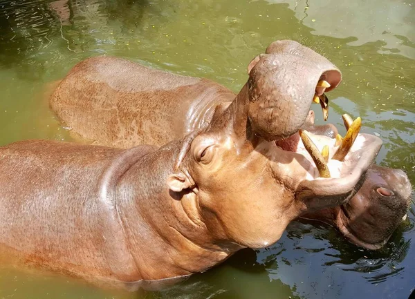 Eine Fotografie Von Zwei Flusspferden Wasser Die Bananen Essen Gibt — Stockfoto