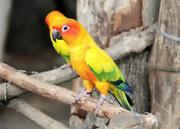 一只色彩艳丽的小鸟栖息在树枝上 一只色彩艳丽的小鸟栖息在动物园围墙内的树枝上 — 图库照片