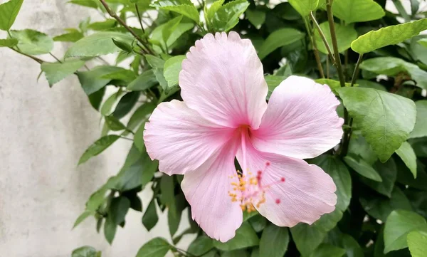 Una Fotografia Fiore Rosa Con Foglie Verdi Sullo Sfondo Fiore — Foto Stock