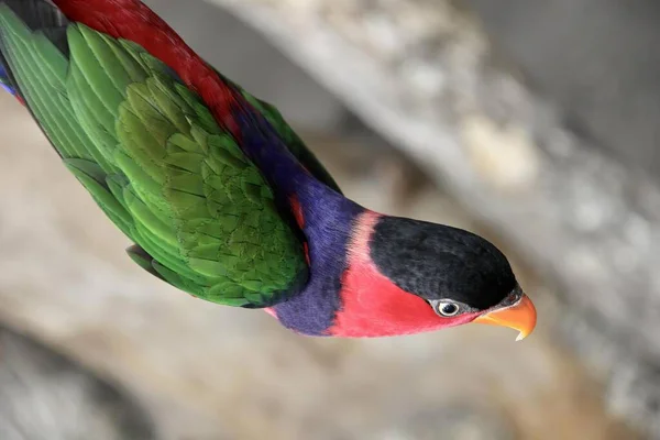 Uma Fotografia Pássaro Colorido Com Bico Vermelho Asas Verdes Pássaro — Fotografia de Stock