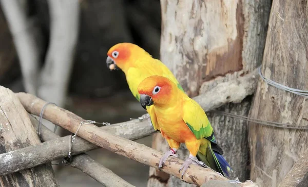 Φωτογραφία Ενός Κίτρινου Και Πορτοκαλί Πουλιού Σκαρφαλωμένου Ένα Κλαδί Υπάρχει — Φωτογραφία Αρχείου