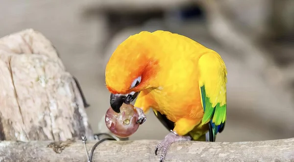 Una Fotografía Pájaro Amarillo Comiendo Pedazo Comida Pájaro Amarillo Con — Foto de Stock