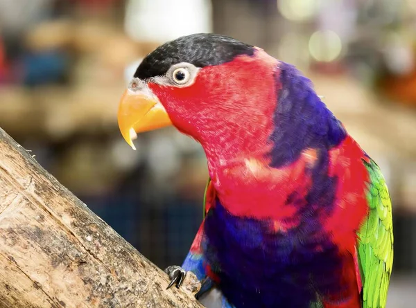木の枝に覆われたカラフルな鳥の写真 動物園の枝に覆われた明るい色の鳥 — ストック写真