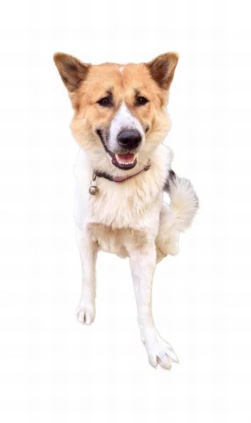 一只狗张着嘴站起来的照片 有一只狗站起来 脖子上戴着一个项圈 — 图库照片