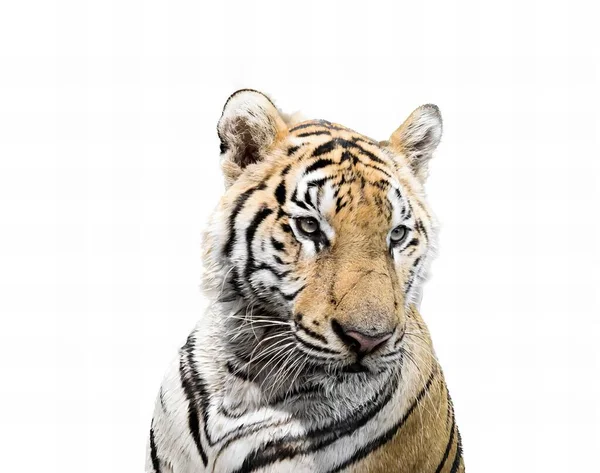 Une Photographie Tigre Regardant Appareil Photo Avec Fond Blanc Tigre — Photo
