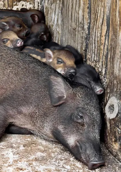 Uma Fotografia Grupo Porcos Deitados Uns Cima Dos Outros Três — Fotografia de Stock
