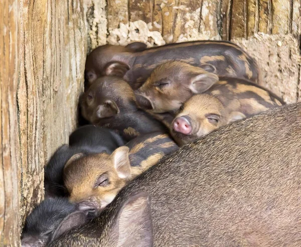 Uma Fotografia Grupo Porcos Cima Uns Dos Outros Muitos Porcos — Fotografia de Stock