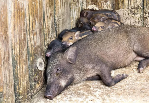 Uma Fotografia Grupo Porcos Bebés Deitados Chão Monte Pequenos Animais — Fotografia de Stock