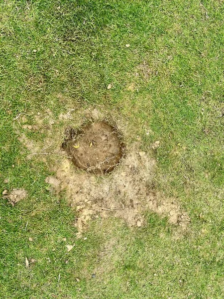 a photography of a hole in the grass with a baseball bat, area of grass with a hole in the middle.