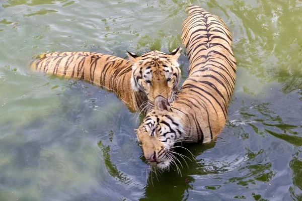 2頭のトラが水で泳いでいる写真です 2頭のトラが一緒に泳いでいます — ストック写真