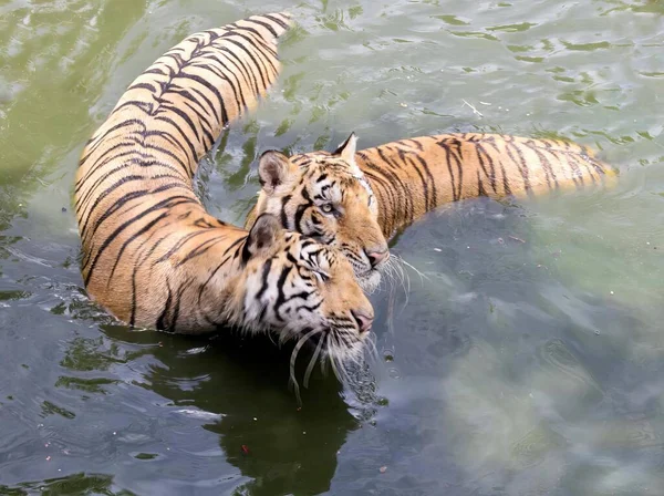 stock image a photography of two tigers playing in the water together, there are two tigers playing in the water together.