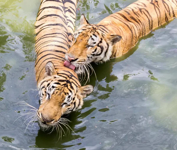 2頭のトラの写真を 口を開けて 水中で泳いでいるトラが2頭います — ストック写真