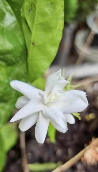 Μια Φωτογραφία Ενός Λευκού Λουλουδιού Πράσινα Φύλλα Στο Φόντο Υπάρχει — Φωτογραφία Αρχείου