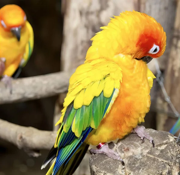 Una Fotografía Dos Pájaros Coloridos Sentados Una Rama Árbol Hay —  Fotos de Stock