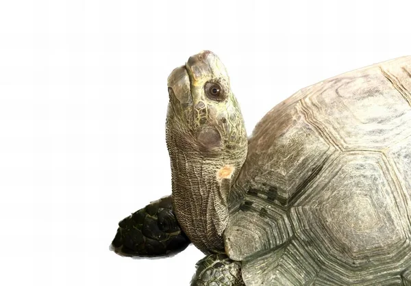 Fotografia Żółwia Białym Tłem Jest Żółw Który Patrzy Aparat — Zdjęcie stockowe