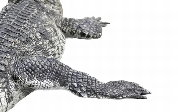 Une Photographie Grand Alligator Couché Sur Une Surface Blanche Grand — Photo