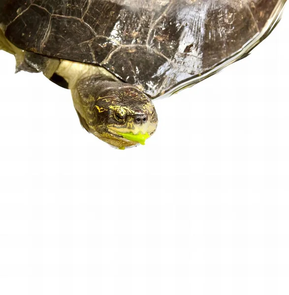 Uma Fotografia Uma Tartaruga Com Uma Bola Verde Boca Uma — Fotografia de Stock