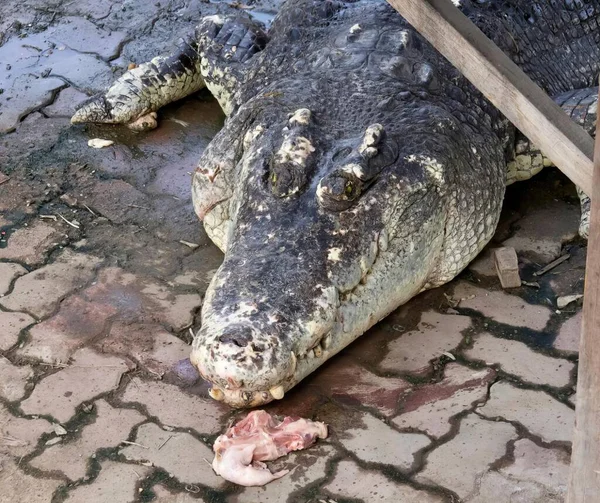 Eine Fotografie Eines Großen Alligators Der Mit Einem Stück Fleisch — Stockfoto