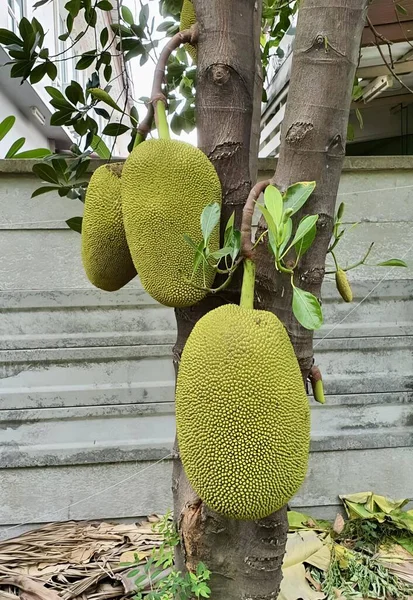 Een Fotografie Van Een Boom Met Twee Jackfruit Opknoping Van — Stockfoto