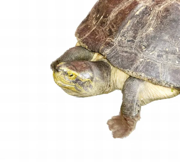 Eine Fotografie Einer Schildkröte Mit Einem Kopf Auf Dem Rücken — Stockfoto