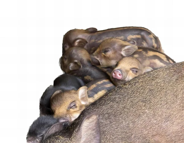 Uma Fotografia Grupo Porcos Deitados Uns Cima Dos Outros Três — Fotografia de Stock