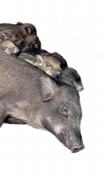 Uma Fotografia Porco Com Seus Bebês Cima Dele Monte Pequenos — Fotografia de Stock
