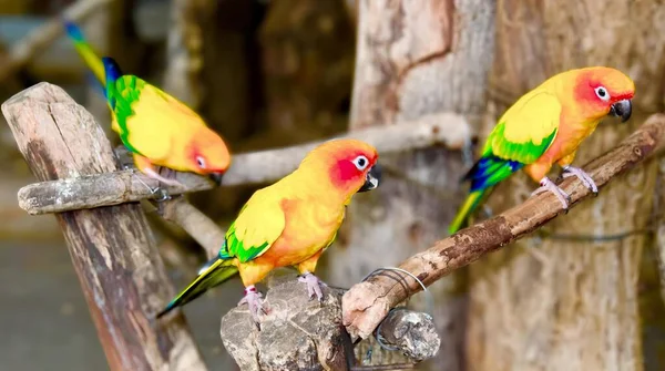 Uma Fotografia Três Pássaros Coloridos Empoleirados Galho Três Pássaros Coloridos — Fotografia de Stock