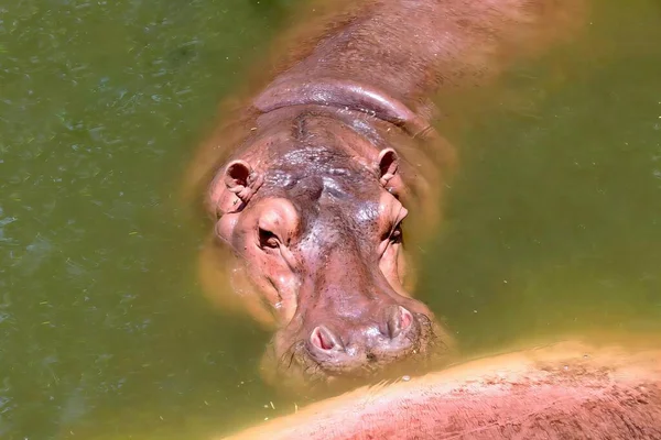 Une Photographie Hippopotame Dans Eau Regardant Appareil Photo Hippopotame Dans — Photo