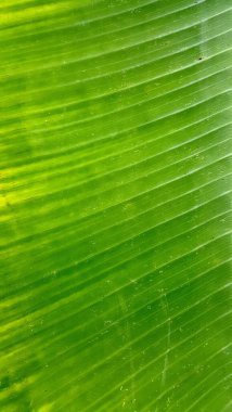 Beyaz arka planı olan yeşil bir yaprağın, üzerinde küçük bir kuş olan yeşil bir yaprağın fotoğrafı..