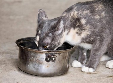 Metal bir kaseden yemek yiyen bir kedinin fotoğrafı. Kâseden yemek yiyen bir kedi var..