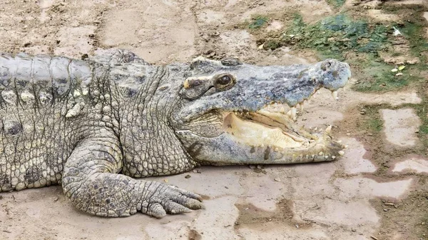 Фотография Крокодила Лежащего Земле Открытым Ртом Крокодила Лежащего Земле Открытым — стоковое фото