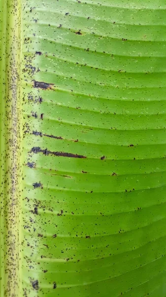 Μια Φωτογραφία Ενός Πράσινου Φύλλου Μπανάνας Μια Μαύρη Κηλίδα Πάνω — Φωτογραφία Αρχείου