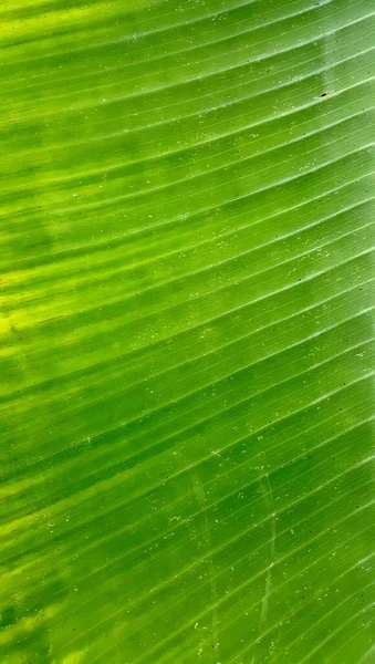 Μια Φωτογραφία Ενός Πράσινου Φύλλου Λευκό Φόντο Ένα Πράσινο Φύλλο — Φωτογραφία Αρχείου